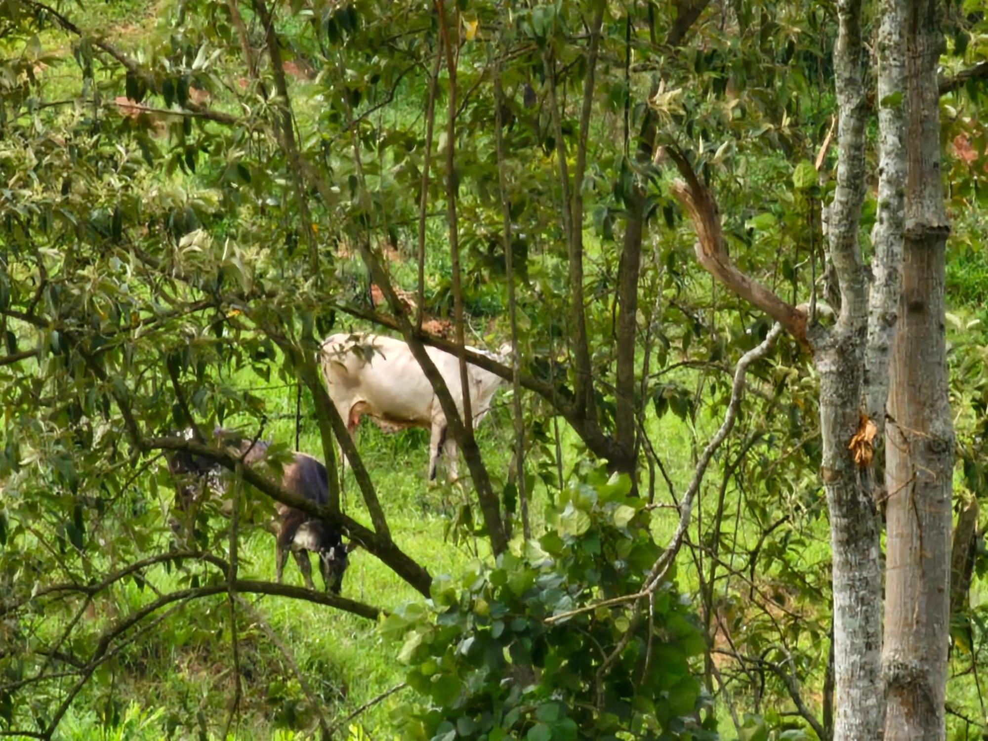 Sitio Reis Membeca Paraíba do Sul Εξωτερικό φωτογραφία