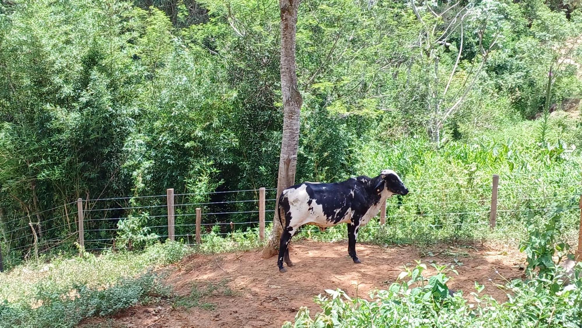 Sitio Reis Membeca Paraíba do Sul Εξωτερικό φωτογραφία