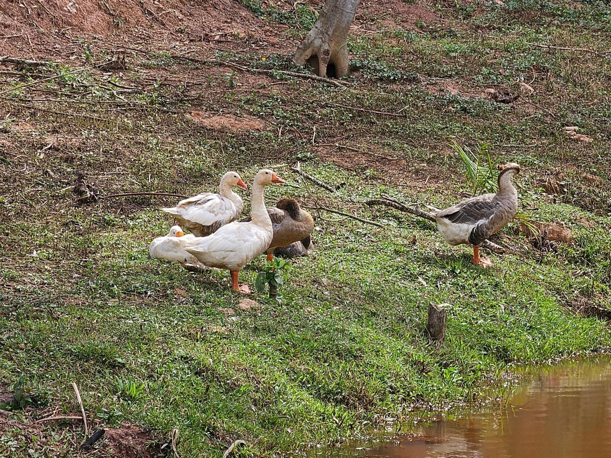 Sitio Reis Membeca Paraíba do Sul Εξωτερικό φωτογραφία